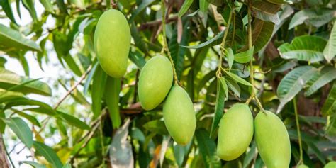 Mango Tree Growth Stages Life Cycle