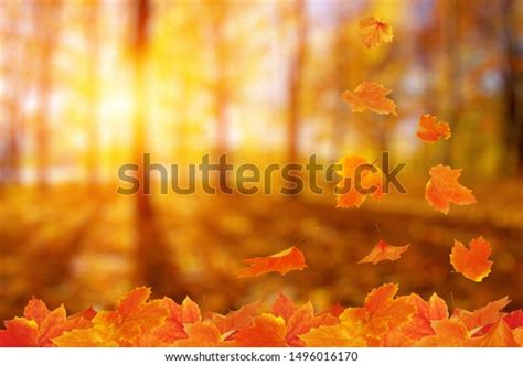 Autumn Leaves On Sun Fall Blurred Stock Photo Edit Now 1496016170