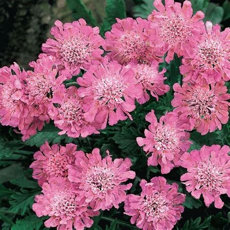 Our cyanus double mixed colors bachelor button flower comes in a wonderful blend of shades such as blue, pink, ruby red, and white. 29 best ideas about Perennial Flowers - full to part sun ...