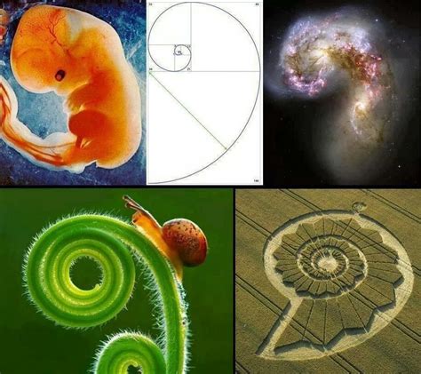 Natural Harmony Fibonacci Sequence In Nature Geometry In Nature