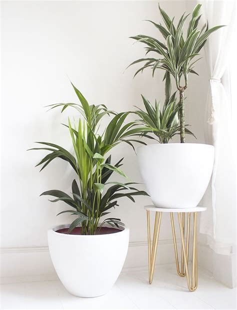 Office Plants No Sunlight 19 Diy Plant Stand Plant Stand Plants