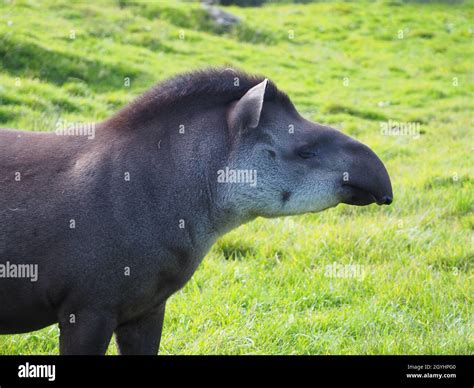 South American Tapir Also Called The Brazilian Tapir Or Lowland Tapir