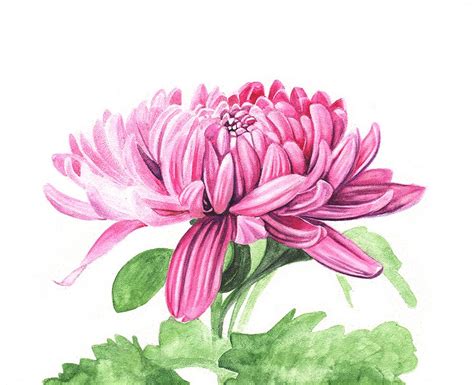 A Demonstration Of My Chrysanthemum Painting Chrysanthemum