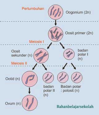 Posting terkait oogenesis merupakan suatu proses pembentukan dari sel telur sistem reproduksi wanita. Proses Pembentukan Gamet Spermatogenesis dan Oogenesis