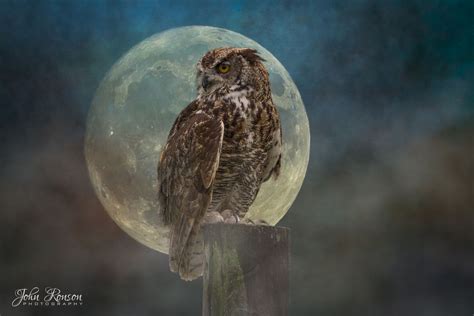 The Owl And The Moon Owl Wildlife Art Shoot The Moon