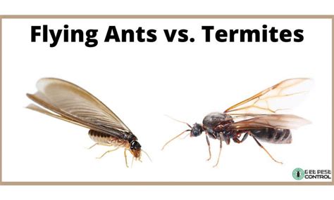 Flying Ants Vs Termites How To Tell The Difference