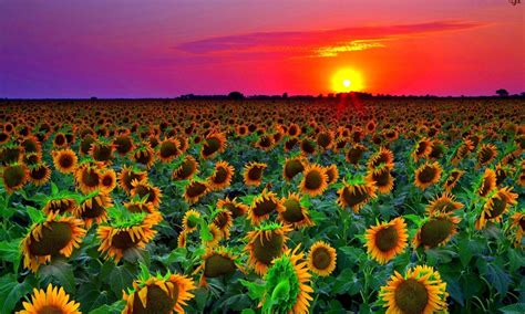 Sunflower Field Sunset Wallpaper Hd 8589131