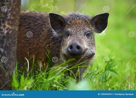 Wild Boar On The Forest Stock Photo Image Of Mammal 100549454
