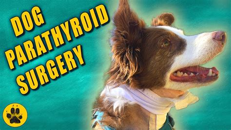 Dog Parathyroid Surgery Youtube