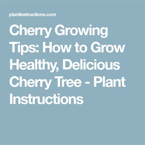 Cherry Growing Tips How To Grow Healthy Delicious Cherry Tree Cherry Tree Trees To Plant Tips
