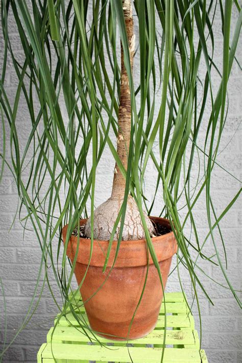 Exploring the Significance of Heirloom Plants – Swadesh Art Studio