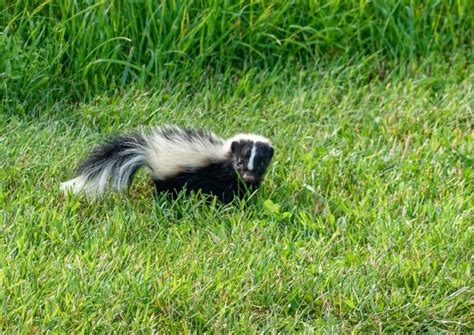 Do Skunks Eat Dog Poop? Skunk Behavior and Diet + Getting Them Out