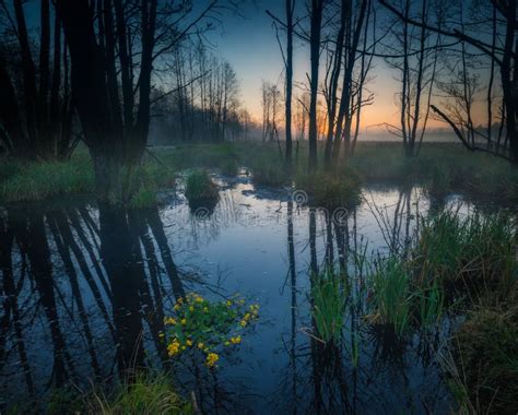 Beautiful Sunrise Over Foggy Wetlands Stock Photo Image Of Black