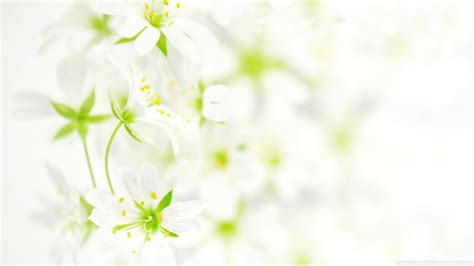 White Flowers Hd Wallpaper 2400x1350 23719