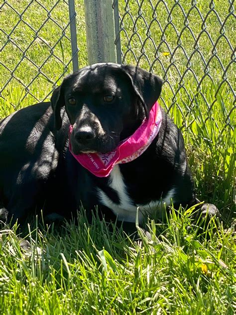 The Stark County Humane... - Stark County Humane Society