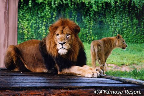 A'famosa animal world safari address: A'Famosa Activities in Alor Gajah - What to Do in A'Famosa ...