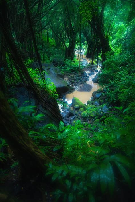 Deep In Hawaiis Rainforest Oc 1365x2048 Landscape Nature Photos