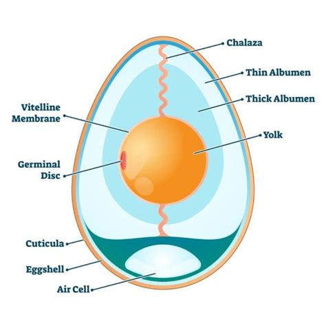 Know Your Eggs The Insides Of Chicken Eggs Explained