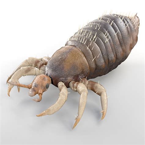 Louse Insects 3d Model By Turbocg 3docean