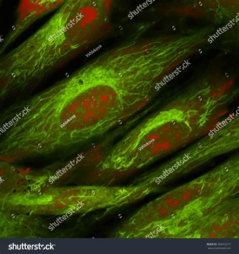Real Fluorescence Microscopic View Human Skin Stock Photo 385453273