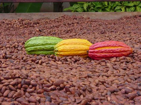 Organic 100 Raw Cacao Powder Superfood Cocoa Fair Trade 5kg Quilla