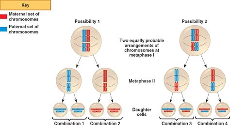 Chapter 13 Meiosis And Sexual Life Cycles