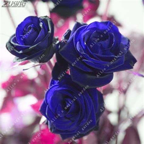 100pcs Big Blue Rose Holland Flower As T Blue Enchantress Romantic