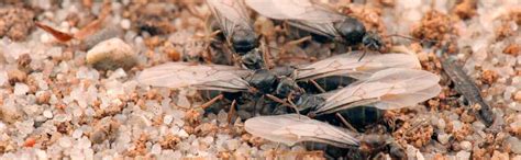 Ameisen können in der wohnung oder im garten zur echten plage werden. Ameisen bekämpfen - Hausmittel gegen Ameisen