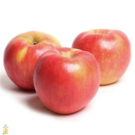 The honey chrome extension is completely free to use. Honeycrisp Apple Trees on sale | The Planting Tree