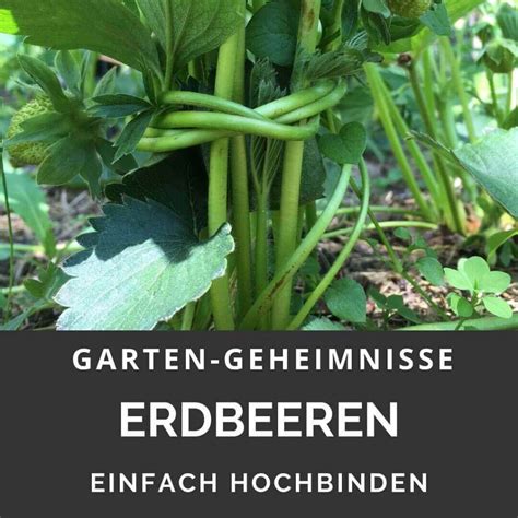 Knoblauch schützt erdbeeren vor bakterien und pilzen; Tomaten gute + schlechte Nachbarn - Garten-Geheimnisse