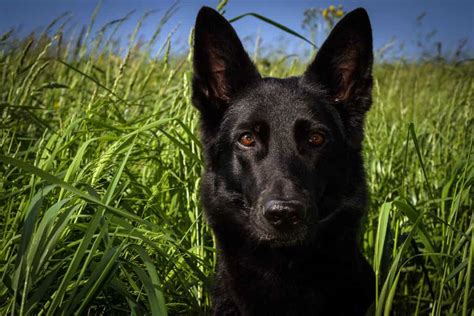 The Black German Shepherd A Complete Breed Guide The German Shepherder