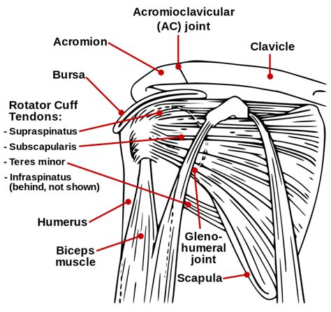 Shoulderanatomy Differential Diagnosis Of