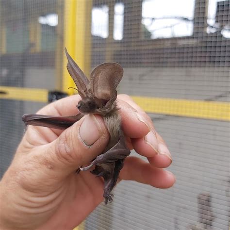 A healthy environment for your pet fruit bat is a must. Long eared bat at wildlife hospital - Pet Samaritans