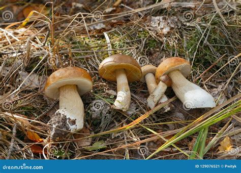 Edible Bolete Mushrooms Collected In The Forest Stock Image Image Of