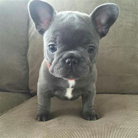 Been raised in a loving home with other dogs, small animals and children. Too cute! | Cute baby animals, French bulldog puppies