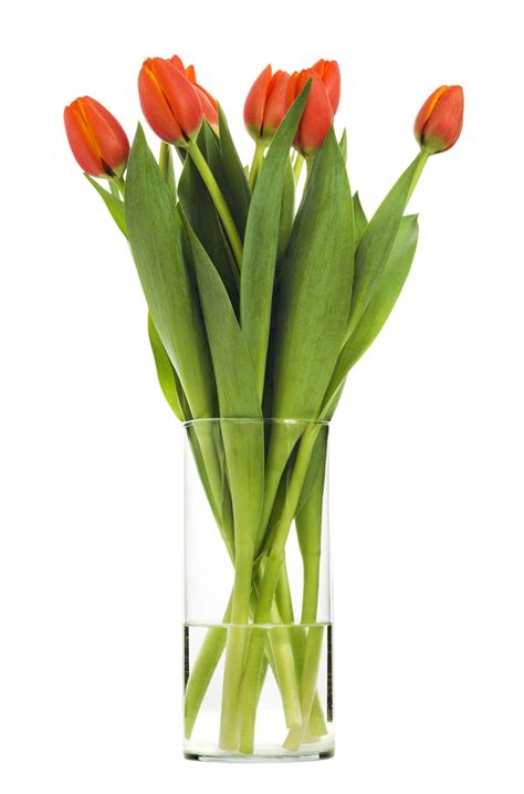A 5 Step Guide On How To Grow Tulip Bulbs In Water