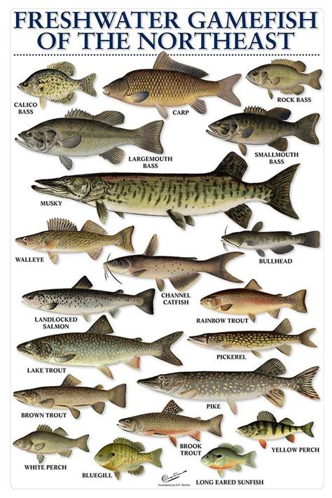 Freshwater Fish Chart Fish Chart Fish Freshwater Fish