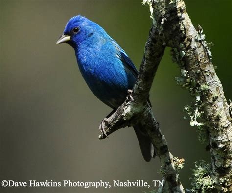 Indigo Bunting State Of Tennessee Wildlife Resources Agency