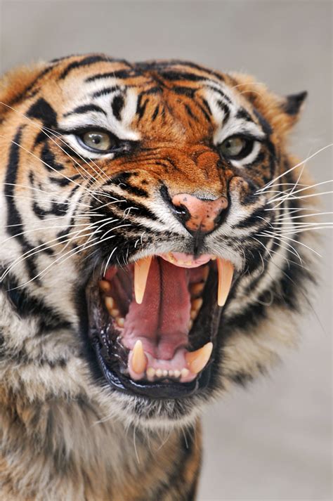 Angry Tigress Another Older Picture An Angry Sumatran