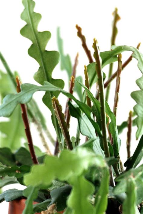 In case you aren't well informed on how to properly pot cacti in the beginning, here is a quick reminder on what you need to do. Fishbone Cactus: How to Grow and Care for an Epiphyllum ...