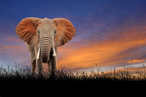 Elephant On The Background Of Sunset Sky Impressive Nature