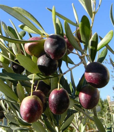 Do not, however, confuse the olive for a desert plant. 1585 best Fruits on Trees images on Pinterest