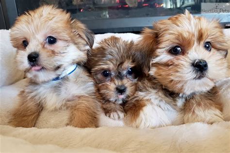 Shorkie Puppy For Sale Near Madison Wisconsin 6b2d3f98 5a41