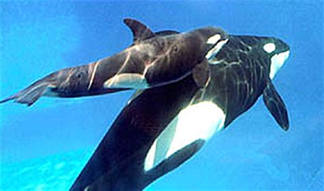 cute-orca-whale | Baby Animal Zoo