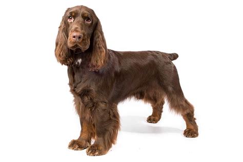 Producing healthy, sound, loving, family companions with great temperaments. Field Spaniel Dog Breed Information