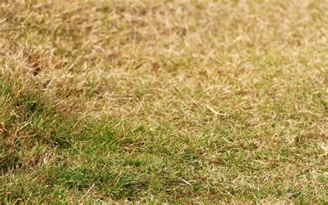 Brown Grass In Summer Causes How To Fix