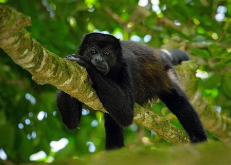 Amazon Tropical Rainforest Animals Amazon Rainforest Animals The