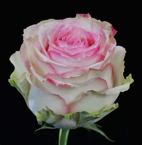 Four seasons quality, ook wel fsq genoemd, houdt zich bezig met het vermarkten van hoogwaardige kwaliteitsrozen in europa en diverse internationale bestemmingen. 18 best Rose ecuador images on Pinterest | Ecuador, Roses ...