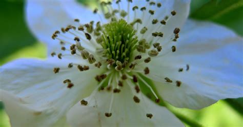 Less Noise More Green My Garden This Week June 4