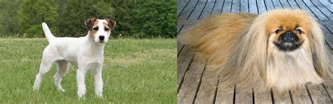 Pekingese Vs Jack Russell Terrier Breed Comparison